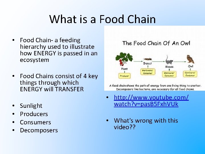 What is a Food Chain • Food Chain- a feeding hierarchy used to illustrate