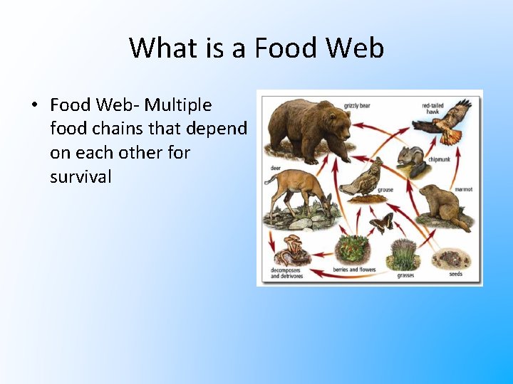 What is a Food Web • Food Web- Multiple food chains that depend on