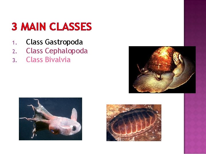 3 MAIN CLASSES 1. 2. 3. Class Gastropoda Class Cephalopoda Class Bivalvia 