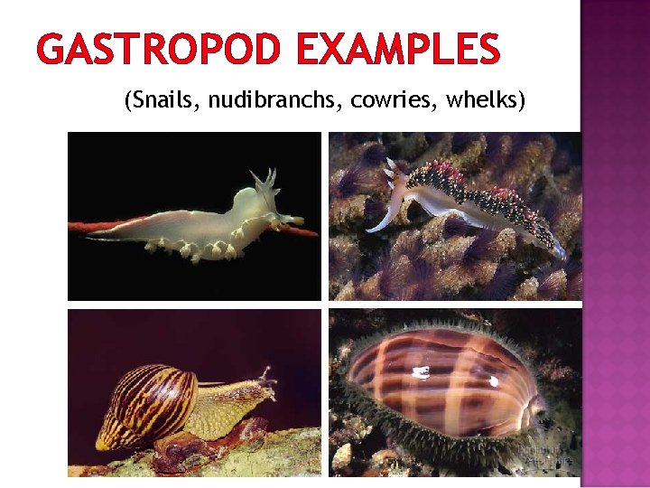GASTROPOD EXAMPLES (Snails, nudibranchs, cowries, whelks) 