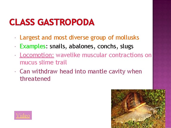 CLASS GASTROPODA Largest and most diverse group of mollusks Examples: snails, abalones, conchs, slugs