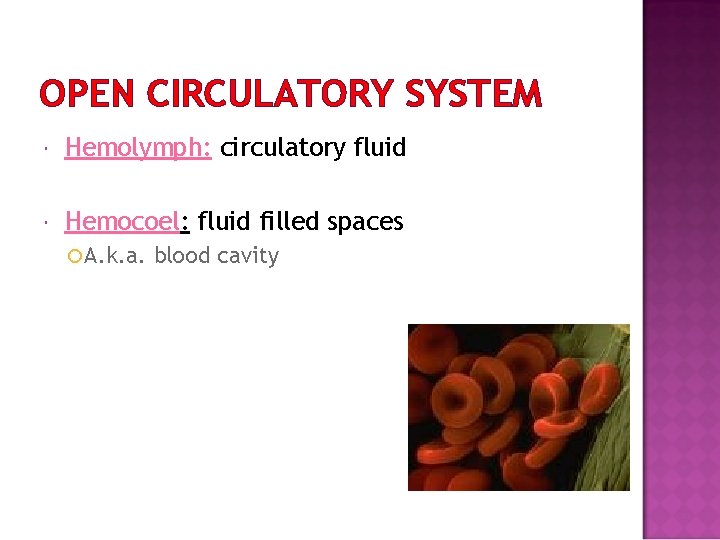 OPEN CIRCULATORY SYSTEM Hemolymph: circulatory fluid Hemocoel: fluid filled spaces A. k. a. blood