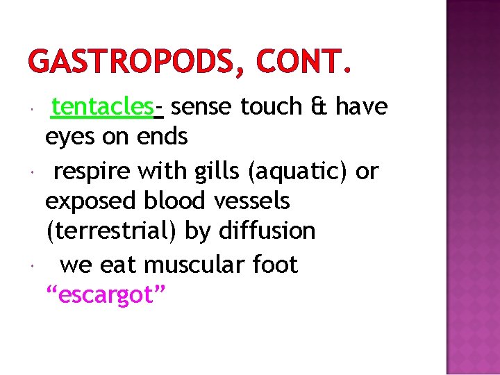 GASTROPODS, CONT. tentacles- sense touch & have eyes on ends respire with gills (aquatic)