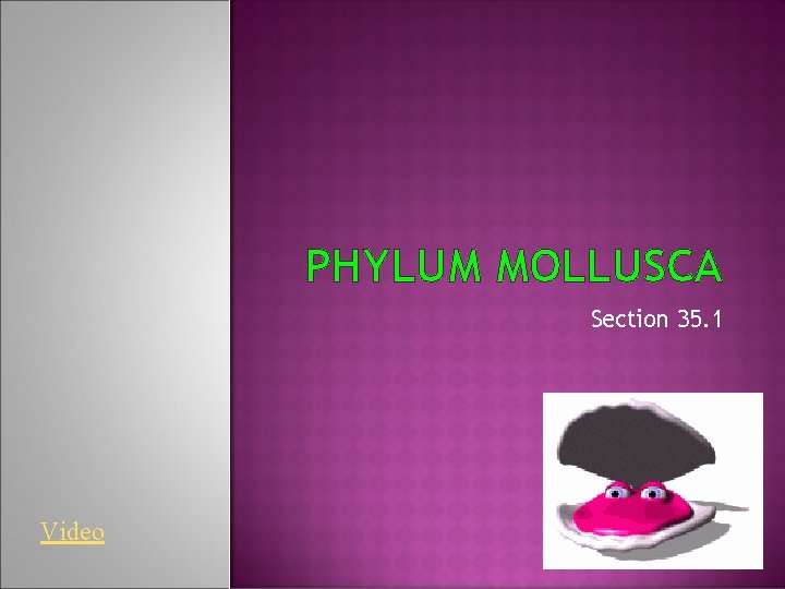 PHYLUM MOLLUSCA Section 35. 1 Video 