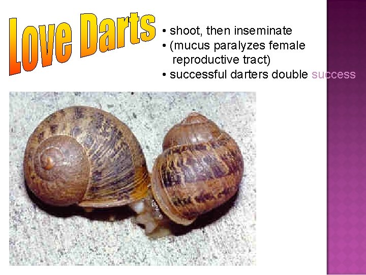  • shoot, then inseminate • (mucus paralyzes female reproductive tract) • successful darters
