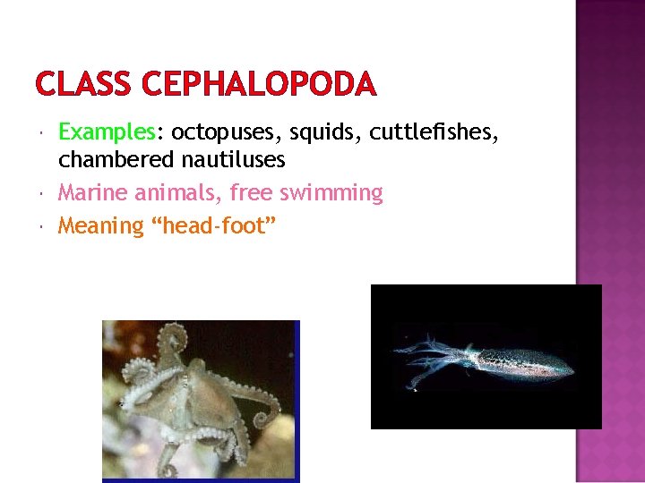 CLASS CEPHALOPODA Examples: octopuses, squids, cuttlefishes, chambered nautiluses Marine animals, free swimming Meaning “head-foot”