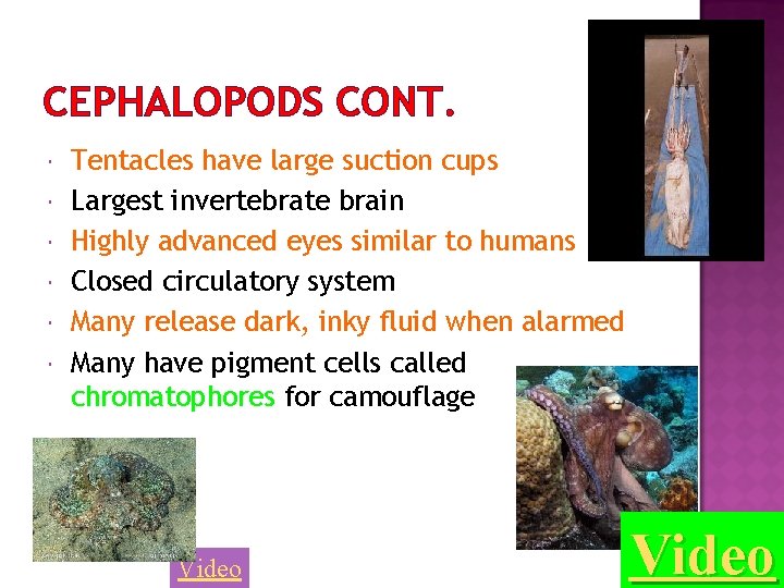 CEPHALOPODS CONT. Tentacles have large suction cups Largest invertebrate brain Highly advanced eyes similar