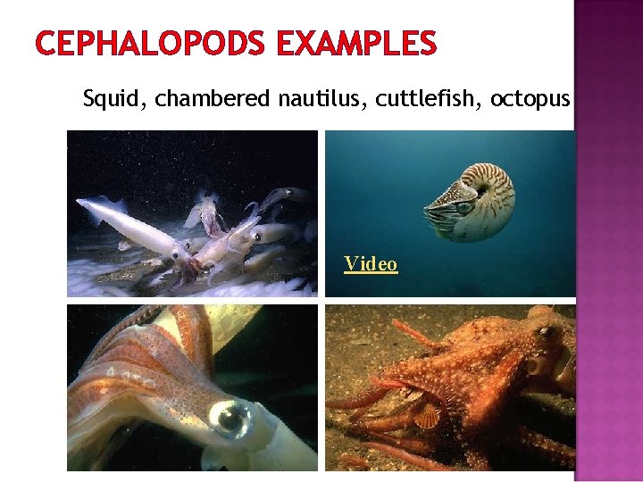 CEPHALOPODS EXAMPLES Squid, chambered nautilus, cuttlefish, octopus Video 