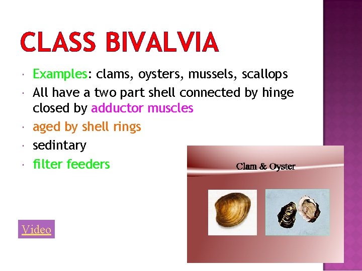 CLASS BIVALVIA Examples: clams, oysters, mussels, scallops All have a two part shell connected