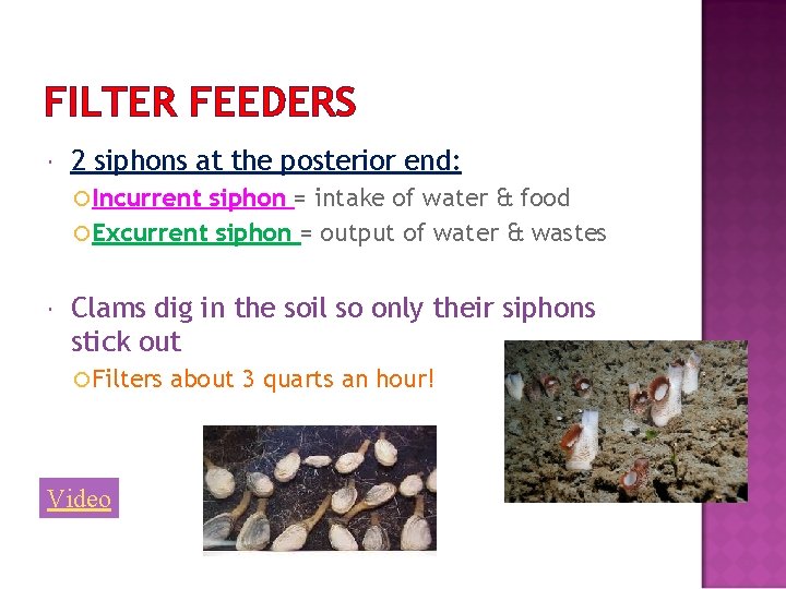 FILTER FEEDERS 2 siphons at the posterior end: Incurrent siphon = intake of water