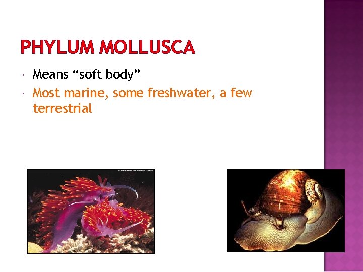 PHYLUM MOLLUSCA Means “soft body” Most marine, some freshwater, a few terrestrial 