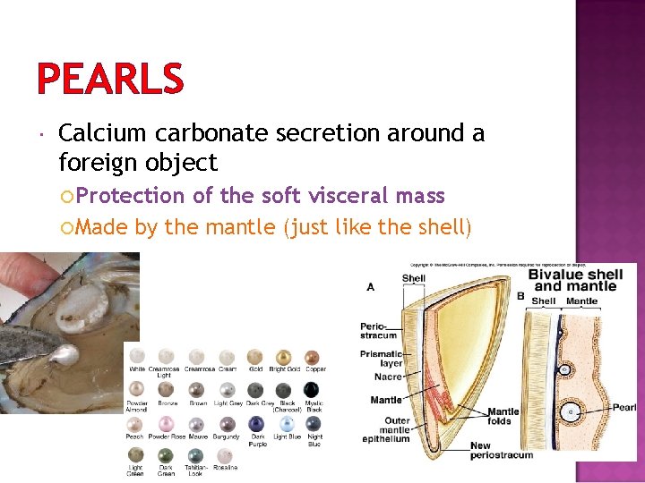 PEARLS Calcium carbonate secretion around a foreign object Protection of the soft visceral mass