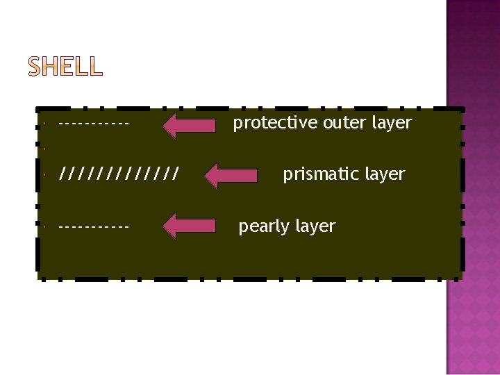  ------ protective outer layer /////// ------ prismatic layer pearly layer 