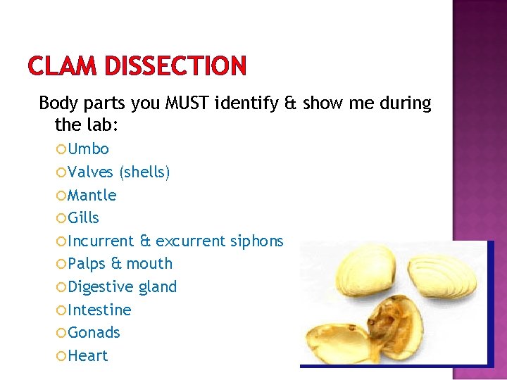 CLAM DISSECTION Body parts you MUST identify & show me during the lab: Umbo