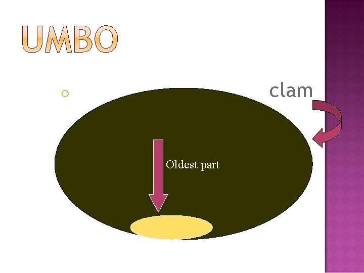 clam Oldest part 