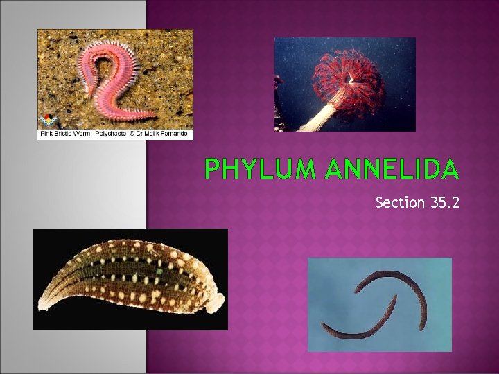 PHYLUM ANNELIDA Section 35. 2 