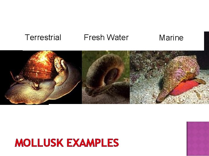 Terrestrial Fresh Water MOLLUSK EXAMPLES Marine 