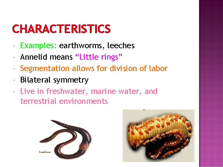 CHARACTERISTICS Examples: earthworms, leeches Annelid means “Little rings” Segmentation allows for division of labor
