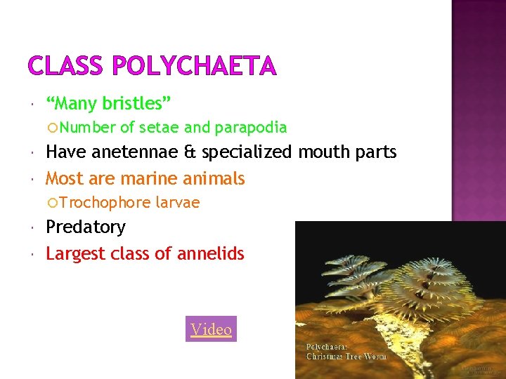 CLASS POLYCHAETA “Many bristles” Number of setae and parapodia Have anetennae & specialized mouth
