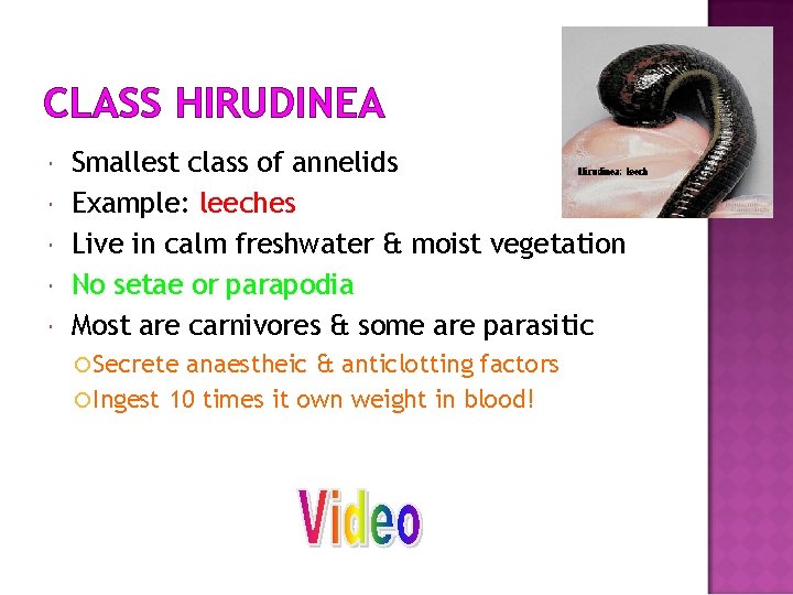 CLASS HIRUDINEA Smallest class of annelids Example: leeches Live in calm freshwater & moist