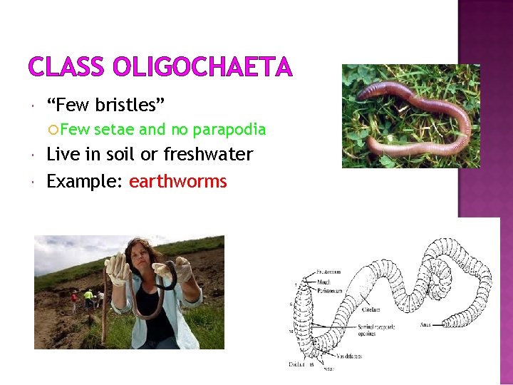 CLASS OLIGOCHAETA “Few bristles” Few setae and no parapodia Live in soil or freshwater