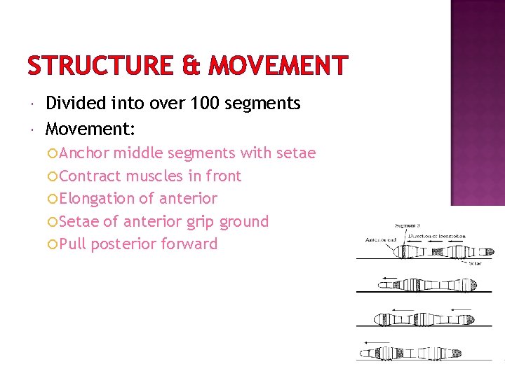 STRUCTURE & MOVEMENT Divided into over 100 segments Movement: Anchor middle segments with setae