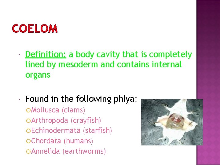 COELOM Definition: a body cavity that is completely lined by mesoderm and contains internal