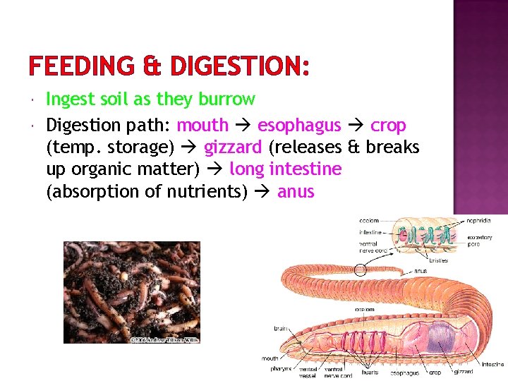 FEEDING & DIGESTION: Ingest soil as they burrow Digestion path: mouth esophagus crop (temp.