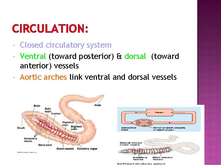 CIRCULATION: Closed circulatory system Ventral (toward posterior) & dorsal (toward anterior) vessels Aortic arches