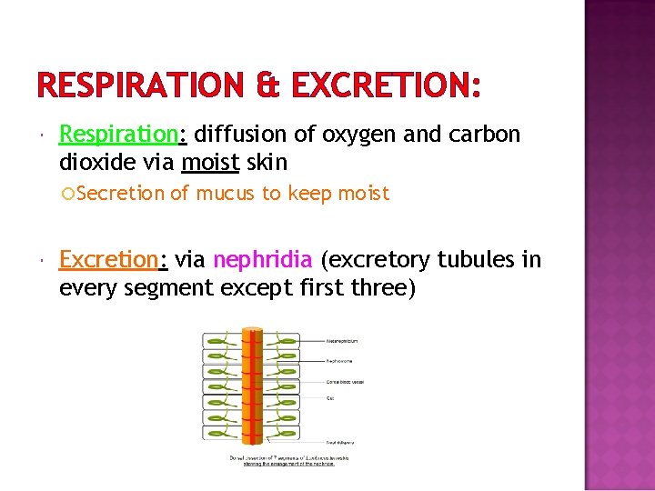 RESPIRATION & EXCRETION: Respiration: diffusion of oxygen and carbon dioxide via moist skin Secretion