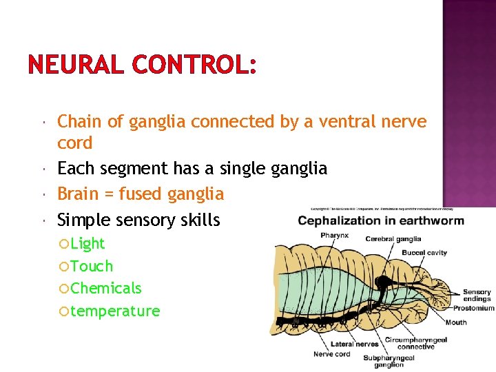 NEURAL CONTROL: Chain of ganglia connected by a ventral nerve cord Each segment has