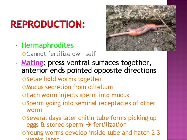 REPRODUCTION: Hermaphrodites Cannot fertilize own self Mating: press ventral surfaces together, anterior ends pointed