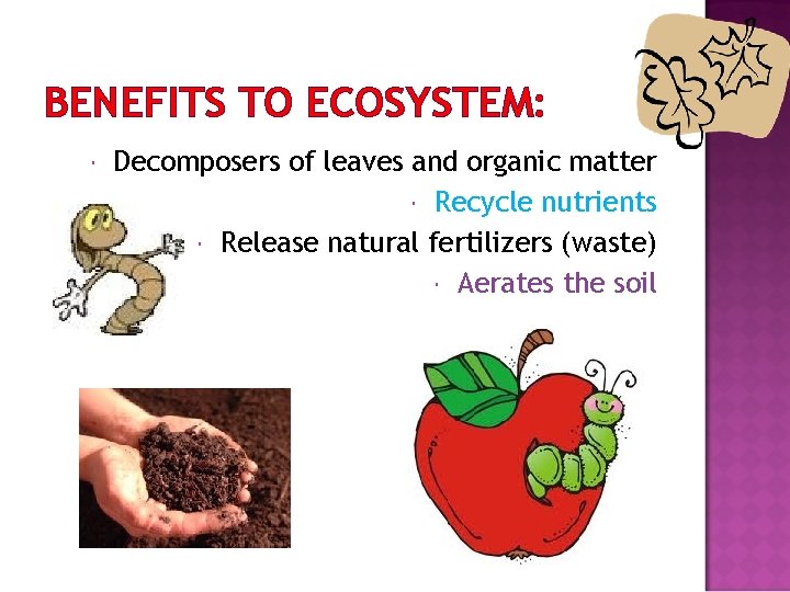 BENEFITS TO ECOSYSTEM: Decomposers of leaves and organic matter Recycle nutrients Release natural fertilizers
