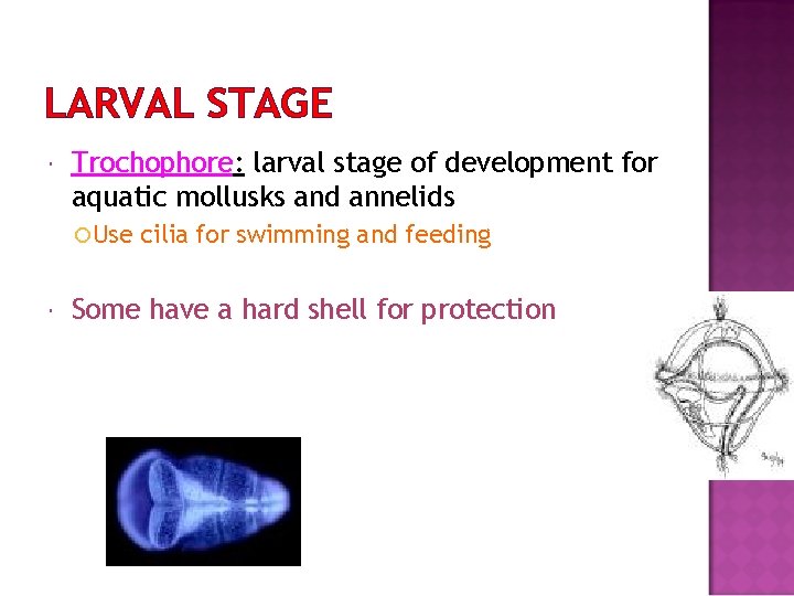LARVAL STAGE Trochophore: larval stage of development for aquatic mollusks and annelids Use cilia