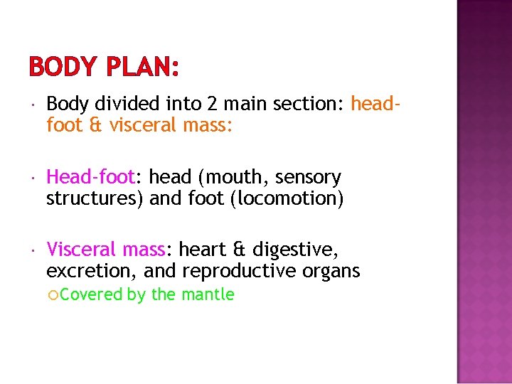 BODY PLAN: Body divided into 2 main section: headfoot & visceral mass: Head-foot: head