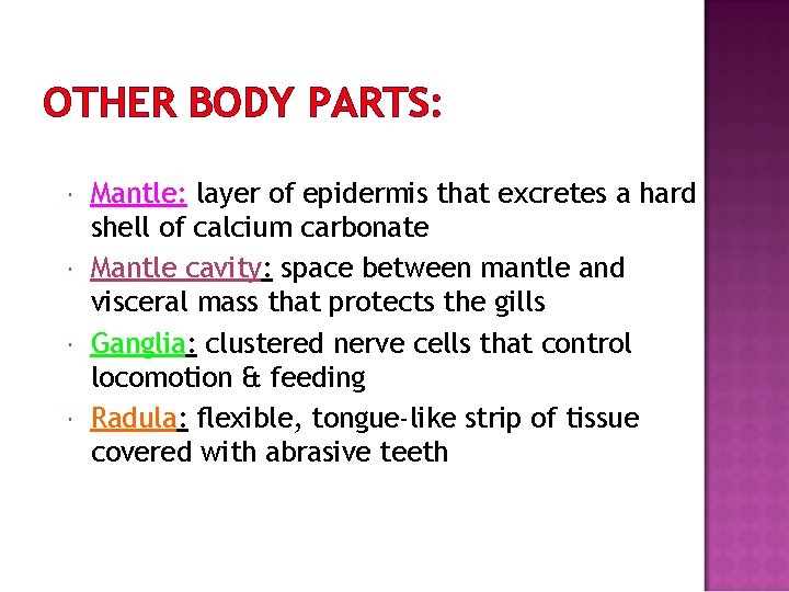 OTHER BODY PARTS: Mantle: layer of epidermis that excretes a hard shell of calcium