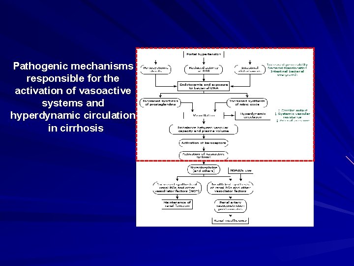 Pathogenic mechanisms responsible for the activation of vasoactive systems and hyperdynamic circulation in cirrhosis