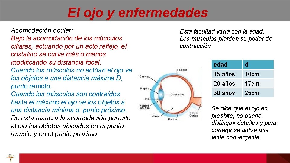 El ojo y enfermedades Acomodación ocular: Bajo la acomodación de los músculos ciliares, actuando