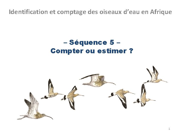 Identification et comptage des oiseaux d’eau en Afrique – Séquence 5 – Compter ou