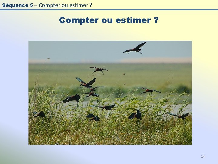 Séquence 5 – Compter ou estimer ? 14 