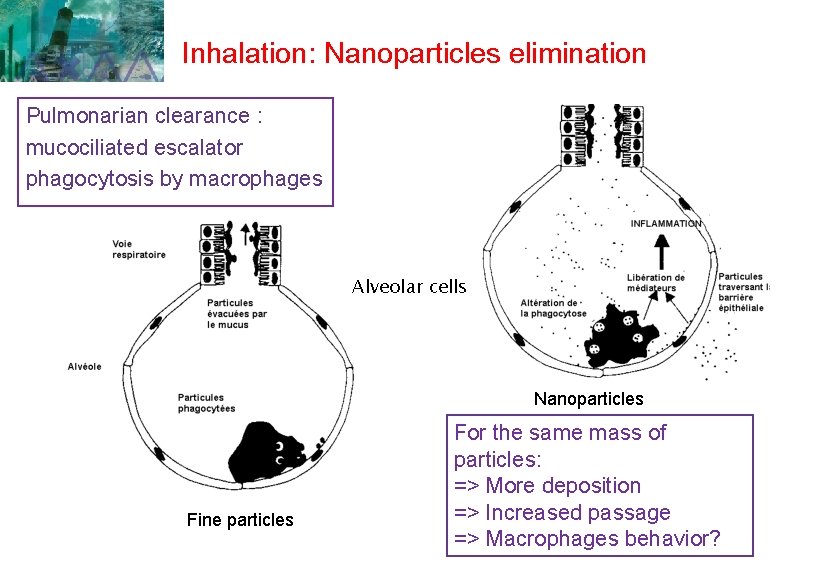 Inhalation: Nanoparticles elimination Pulmonarian clearance : mucociliated escalator phagocytosis by macrophages Alveolar cells Nanoparticles Inhalation: Nanoparticles elimination Pulmonarian clearance : mucociliated escalator phagocytosis by macrophages Alveolar cells Nanoparticles