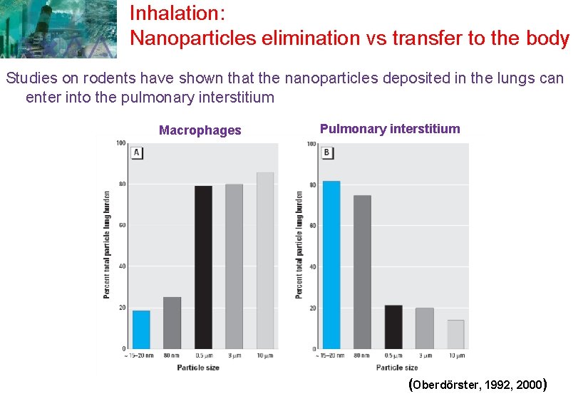 Inhalation: Nanoparticles elimination vs transfer to the body Studies on rodents have shown that Inhalation: Nanoparticles elimination vs transfer to the body Studies on rodents have shown that