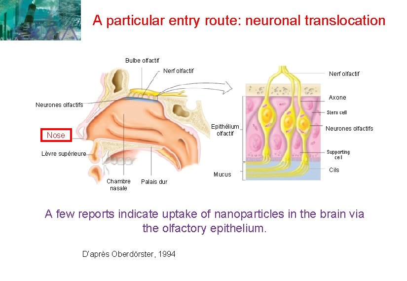 A particular entry route: neuronal translocation Bulbe olfactif Nerf olfactif Axone Neurones olfactifs Epithélium A particular entry route: neuronal translocation Bulbe olfactif Nerf olfactif Axone Neurones olfactifs Epithélium