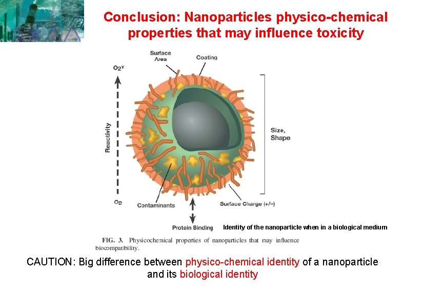 Conclusion: Nanoparticles physico-chemical properties that may influence toxicity Identity of the nanoparticle when in Conclusion: Nanoparticles physico-chemical properties that may influence toxicity Identity of the nanoparticle when in
