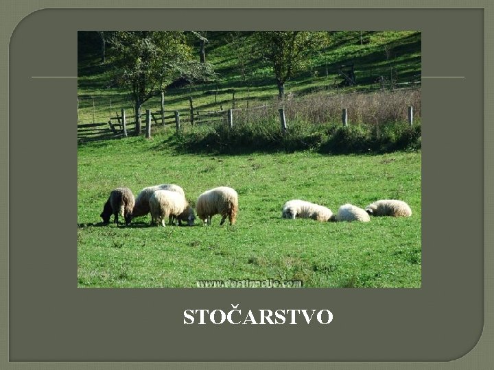 STOČARSTVO 