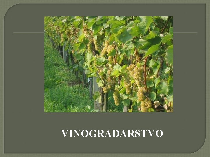VINOGRADARSTVO 