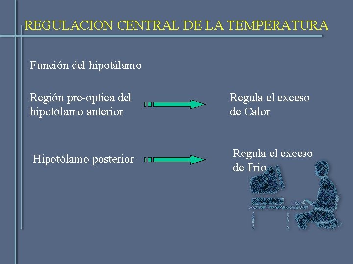 REGULACION CENTRAL DE LA TEMPERATURA Función del hipotálamo Región pre-optica del hipotólamo anterior Regula