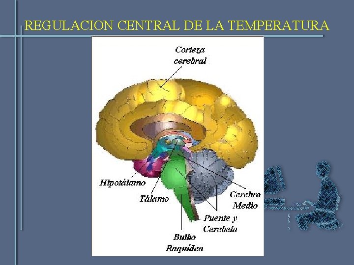 REGULACION CENTRAL DE LA TEMPERATURA 