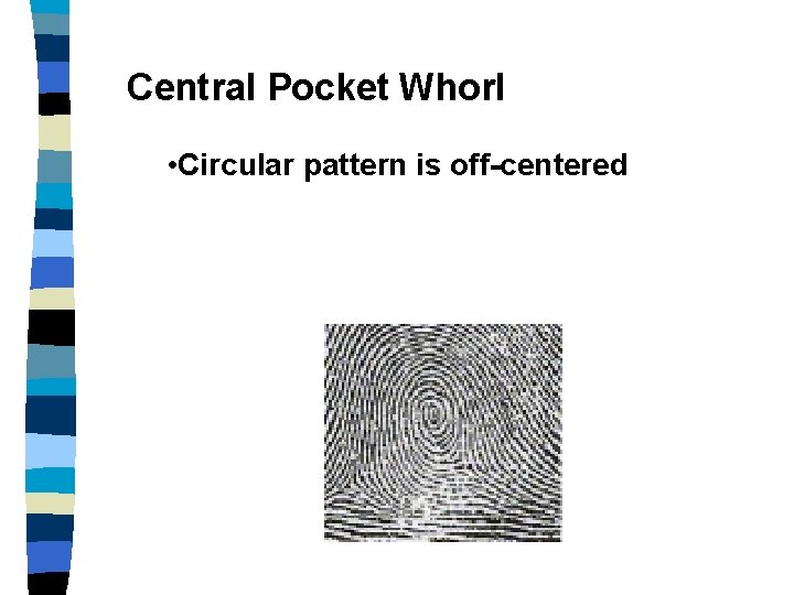 Central Pocket Whorl • Circular pattern is off-centered 