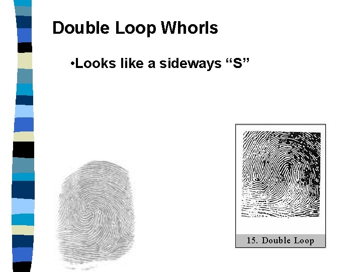 Double Loop Whorls • Looks like a sideways “S” 